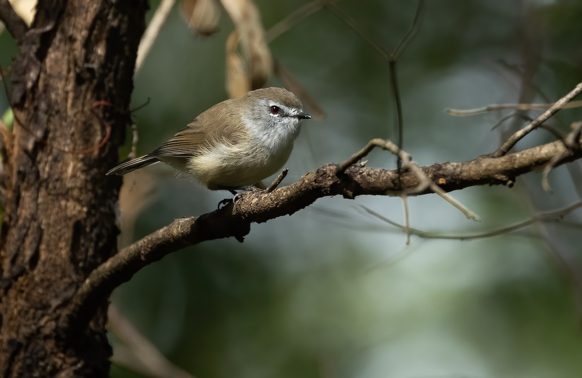 Brown Gerygone - ML616968222