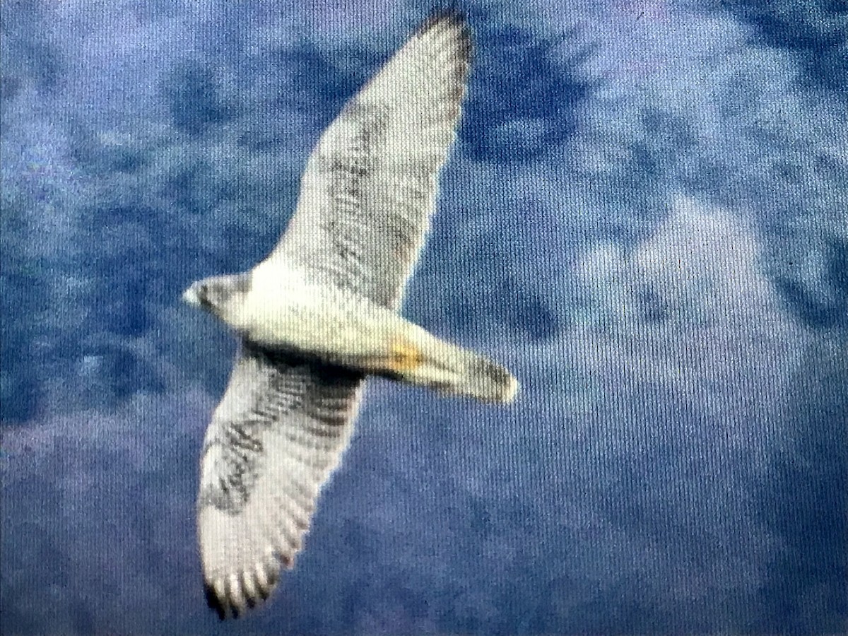 Gyrfalcon - ML616968225