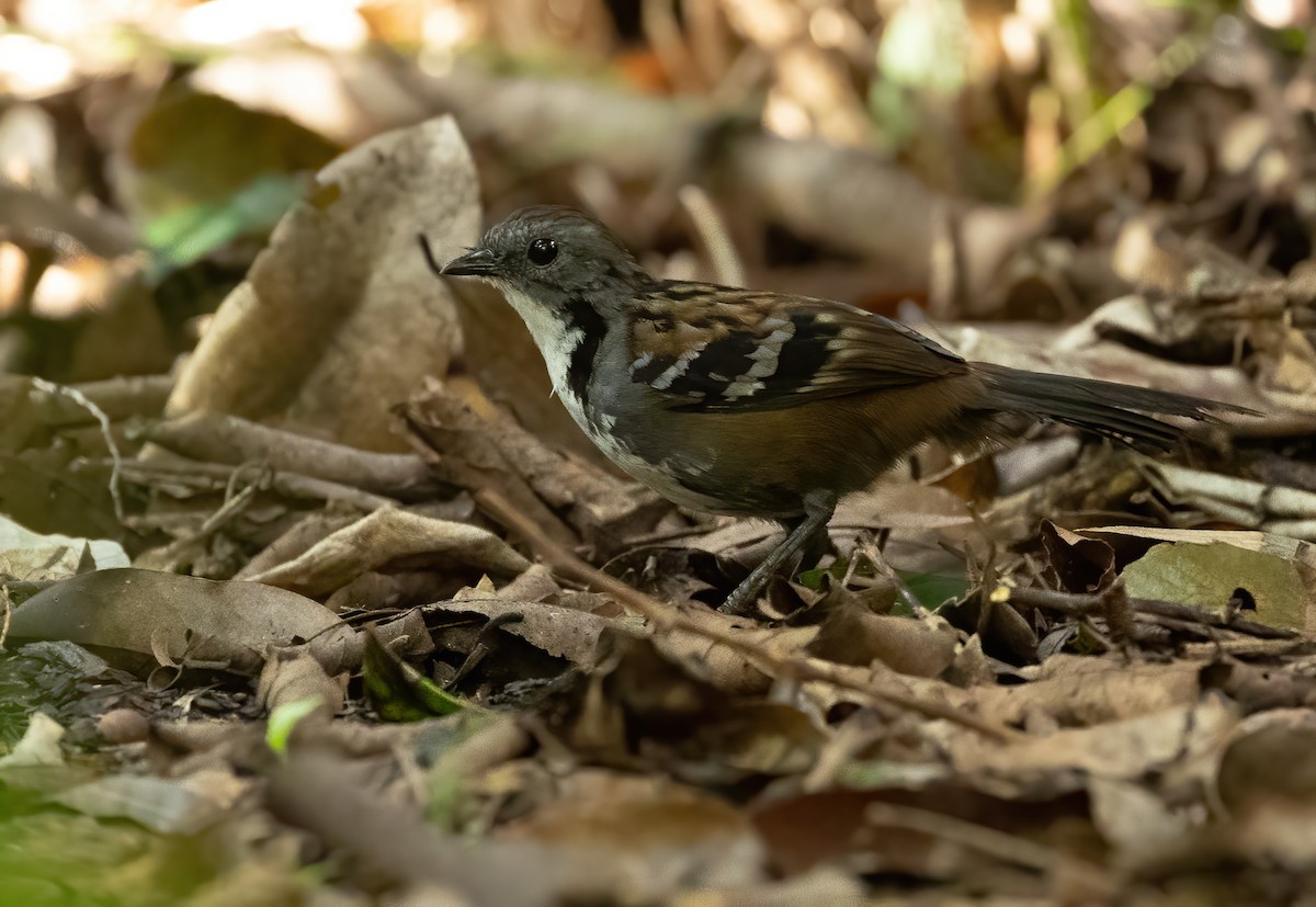 Australian Logrunner - ML616968242