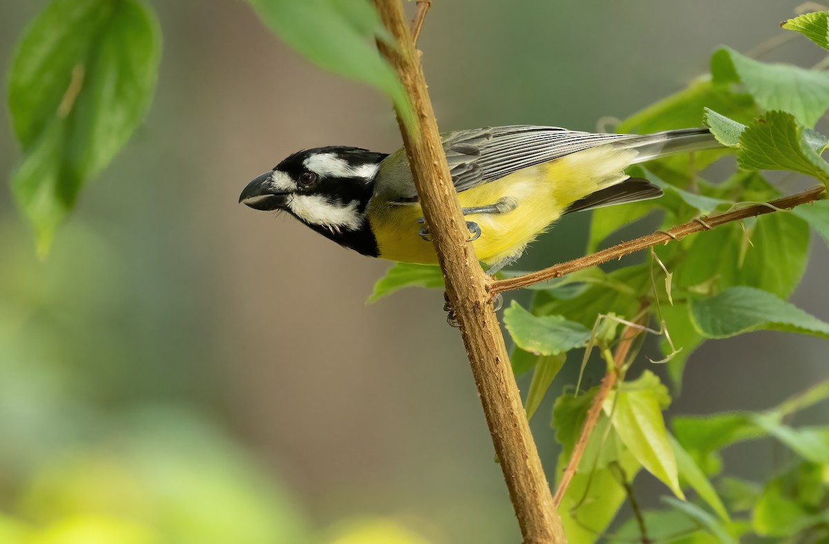 Eastern Shrike-tit - ML616968269