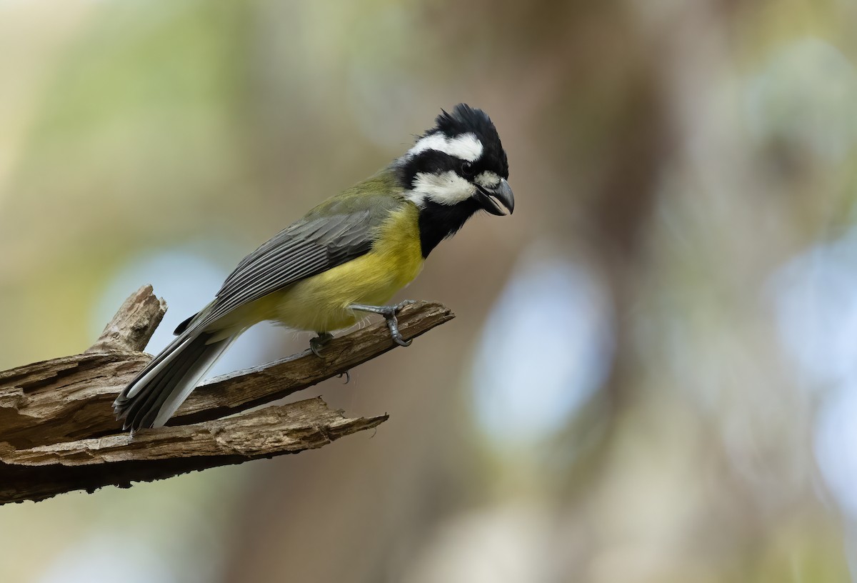 Eastern Shrike-tit - ML616968271