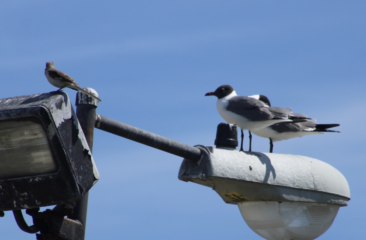 Mouette atricille - ML616968273