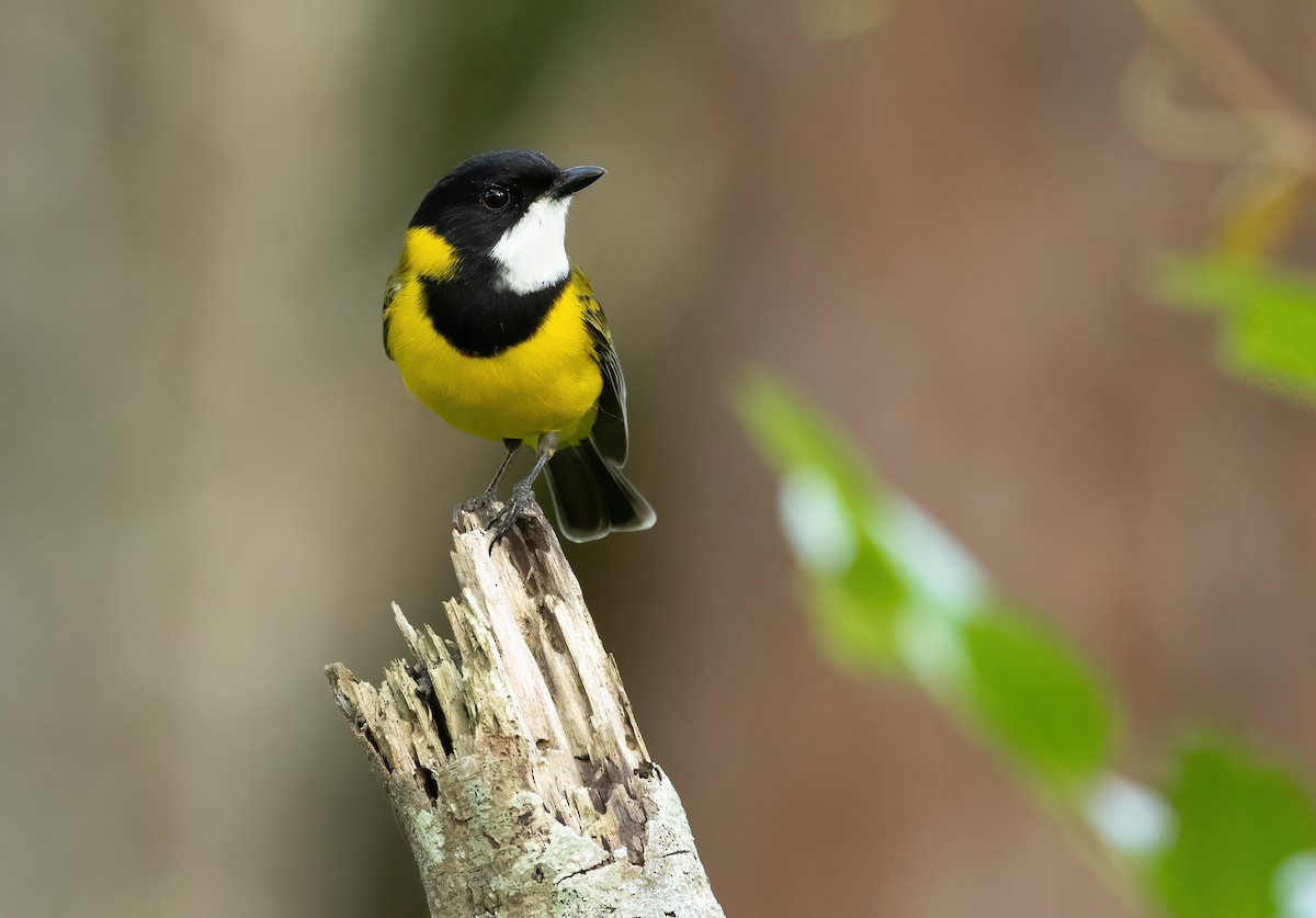 Golden Whistler (Eastern) - ML616968285