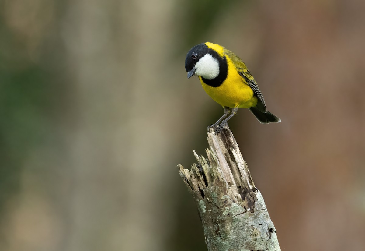 Golden Whistler (Eastern) - ML616968286