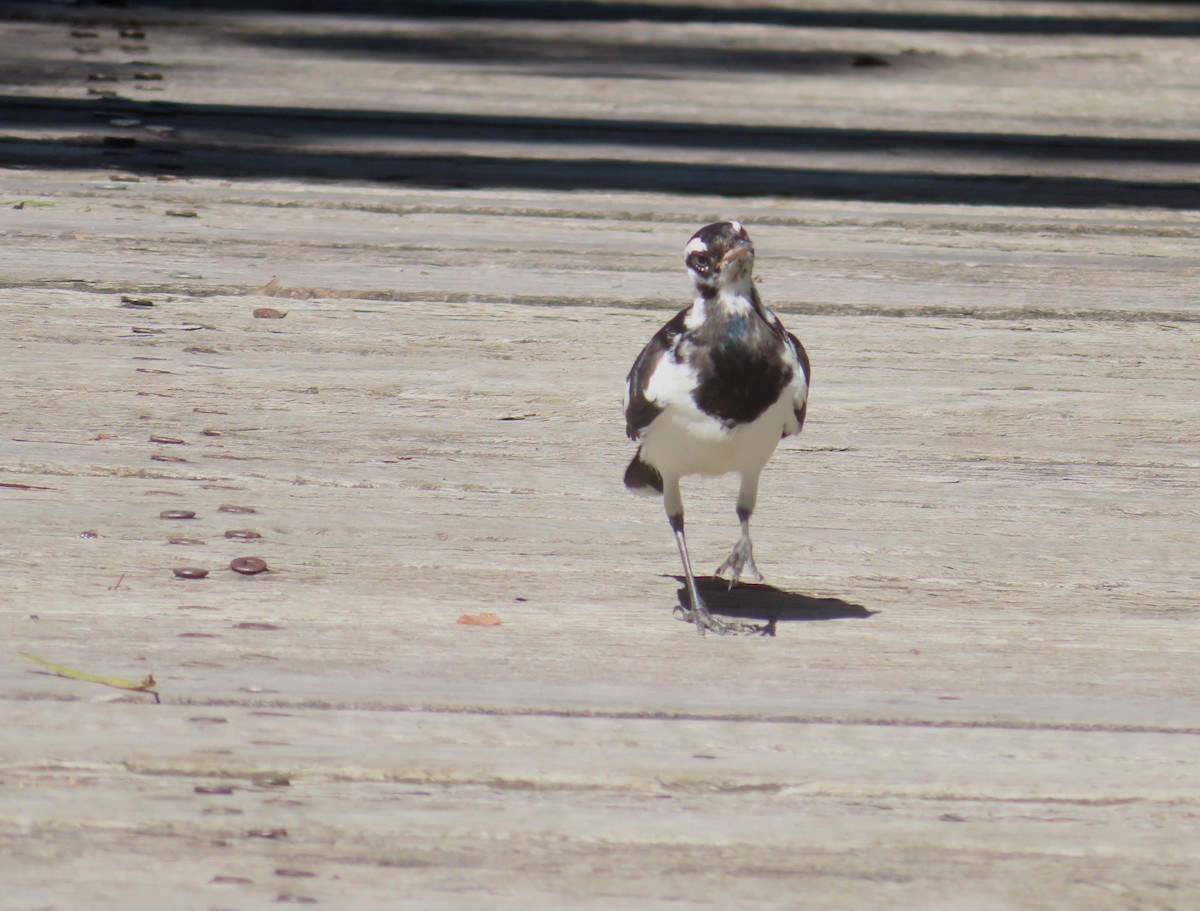 Magpie-lark - Paul Dobbie