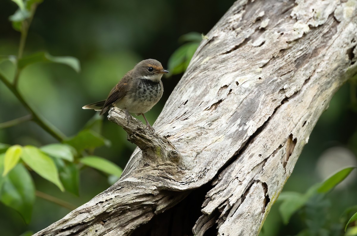 Australian Rufous Fantail - ML616968311