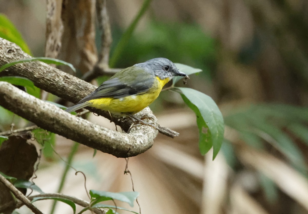 Eastern Yellow Robin - ML616968317