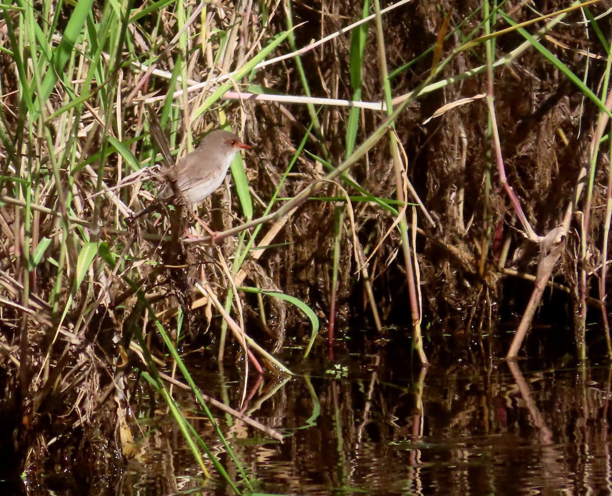 Superb Fairywren - Paul Dobbie