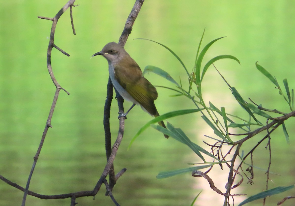 Brown Honeyeater - Paul Dobbie