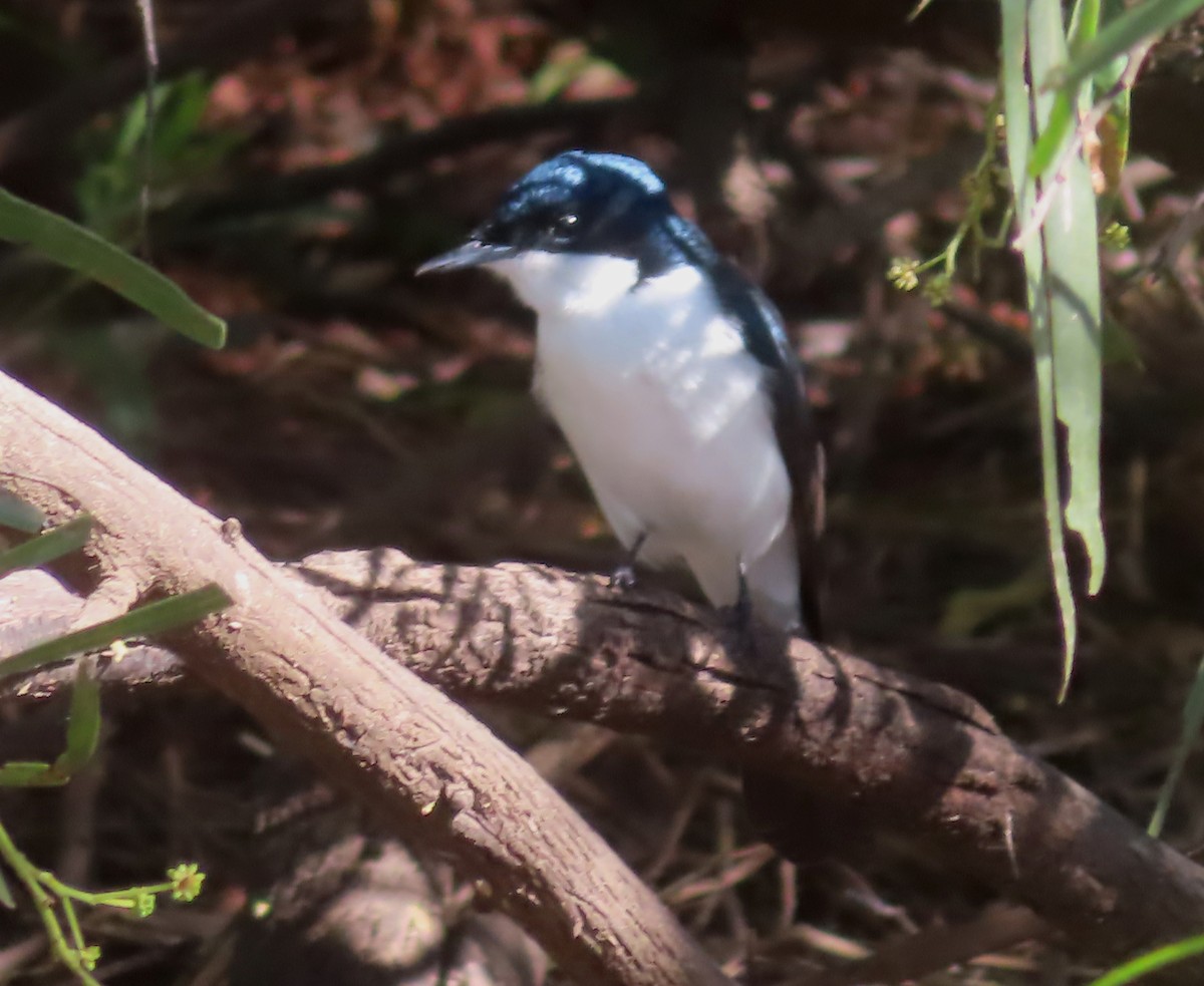 Restless Flycatcher - Paul Dobbie