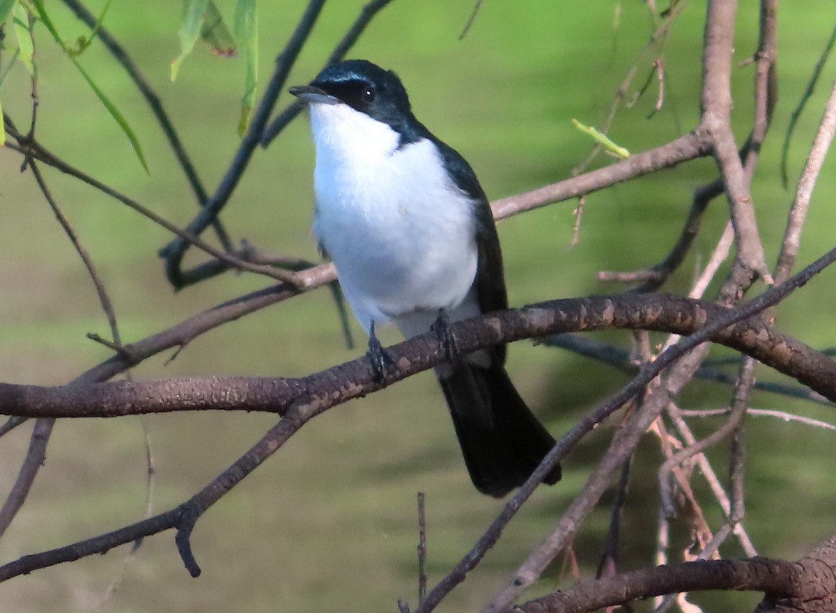 Restless Flycatcher - Paul Dobbie