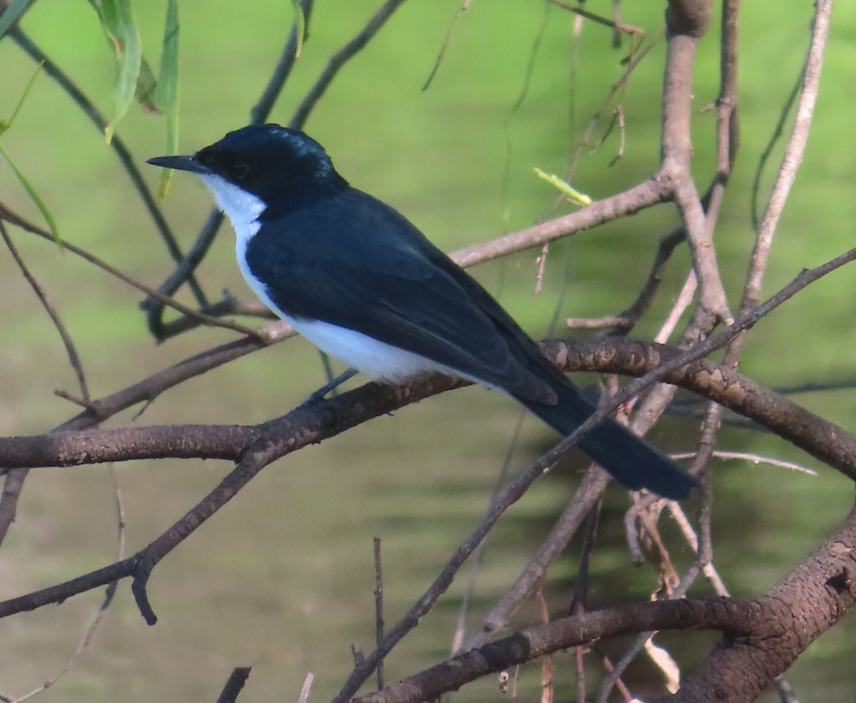 Restless Flycatcher - Paul Dobbie