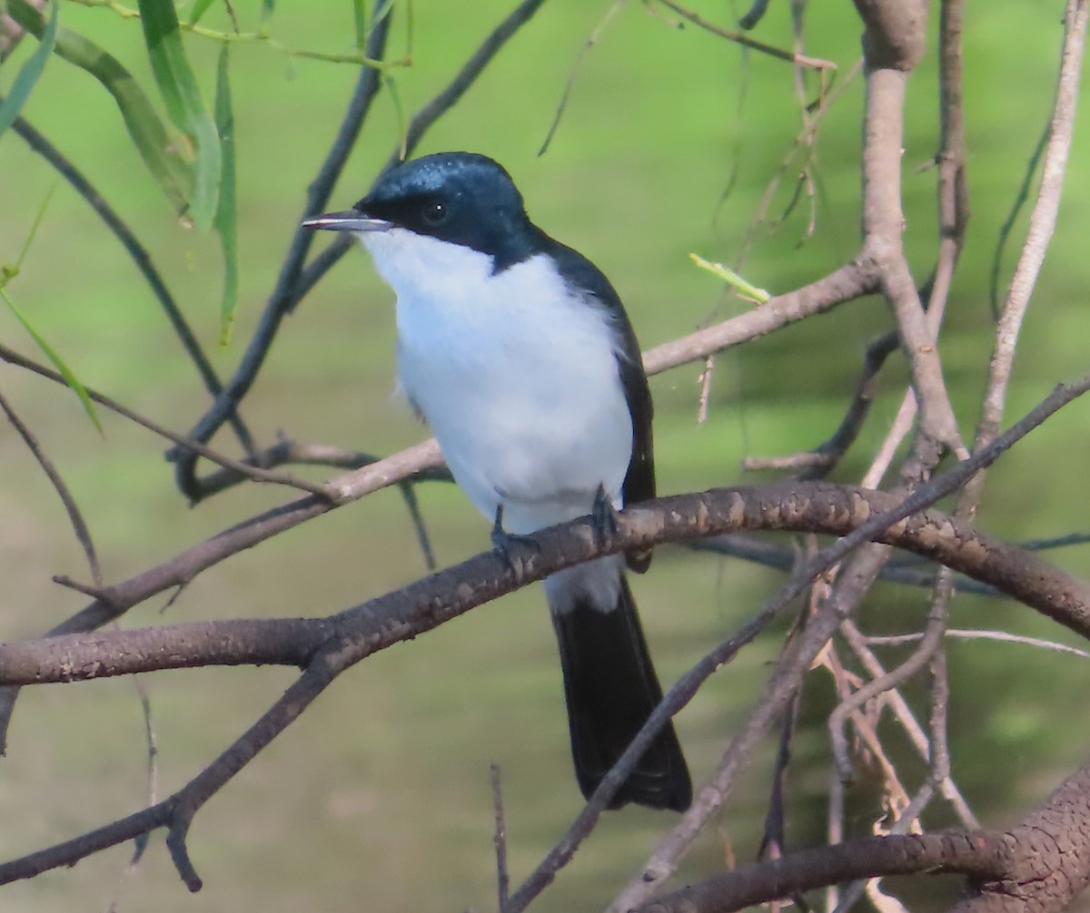 Restless Flycatcher - Paul Dobbie