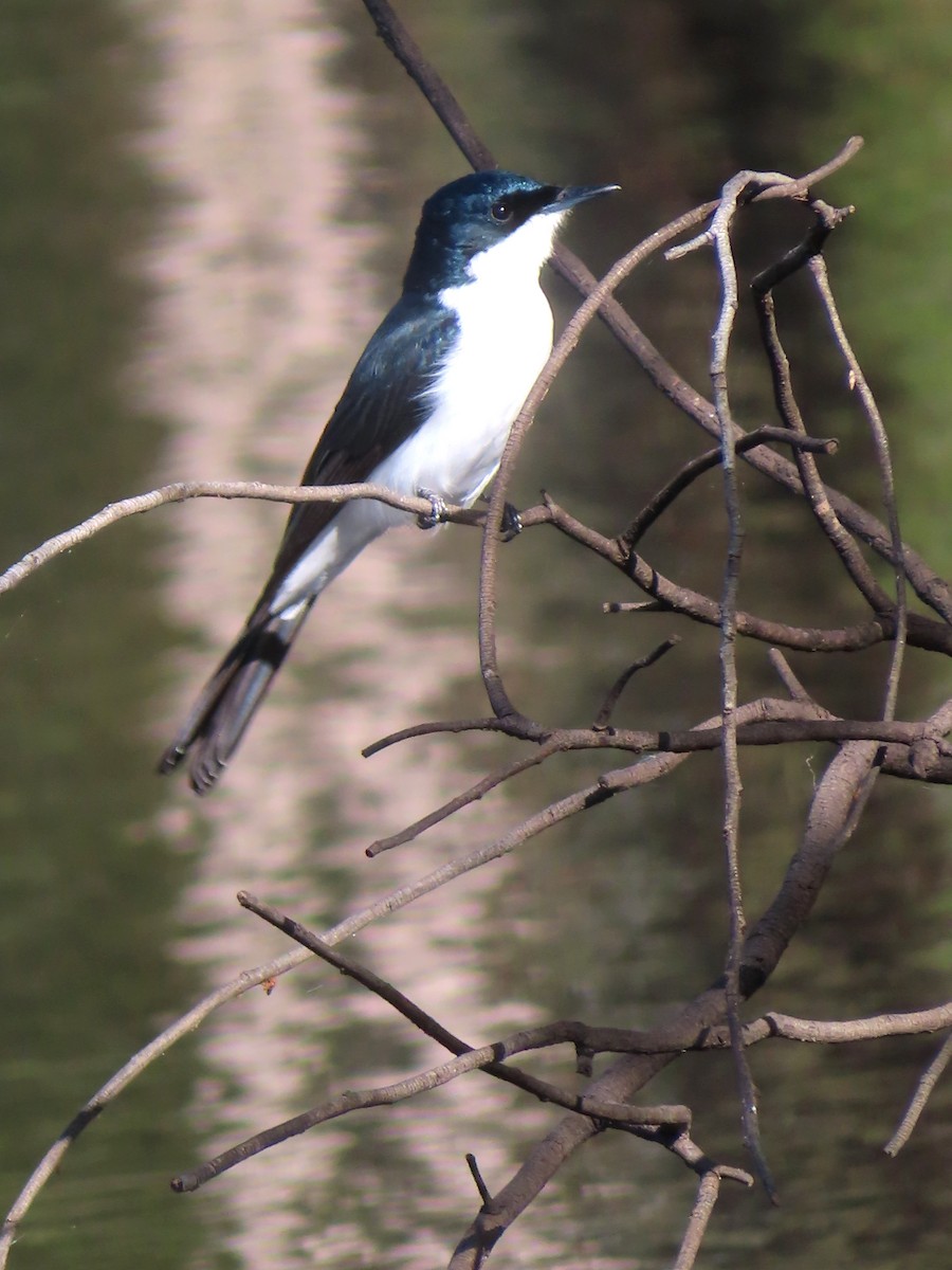 Restless Flycatcher - Paul Dobbie