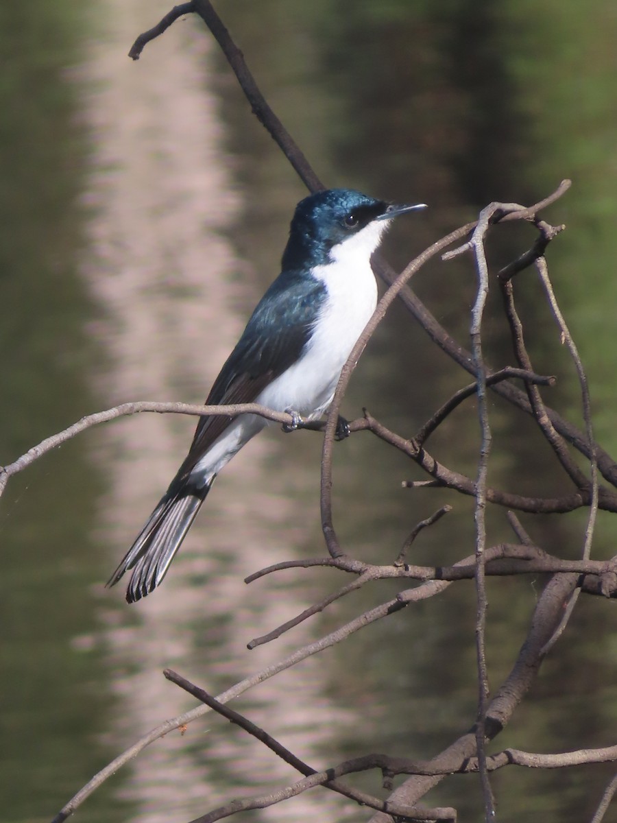 Restless Flycatcher - ML616968368