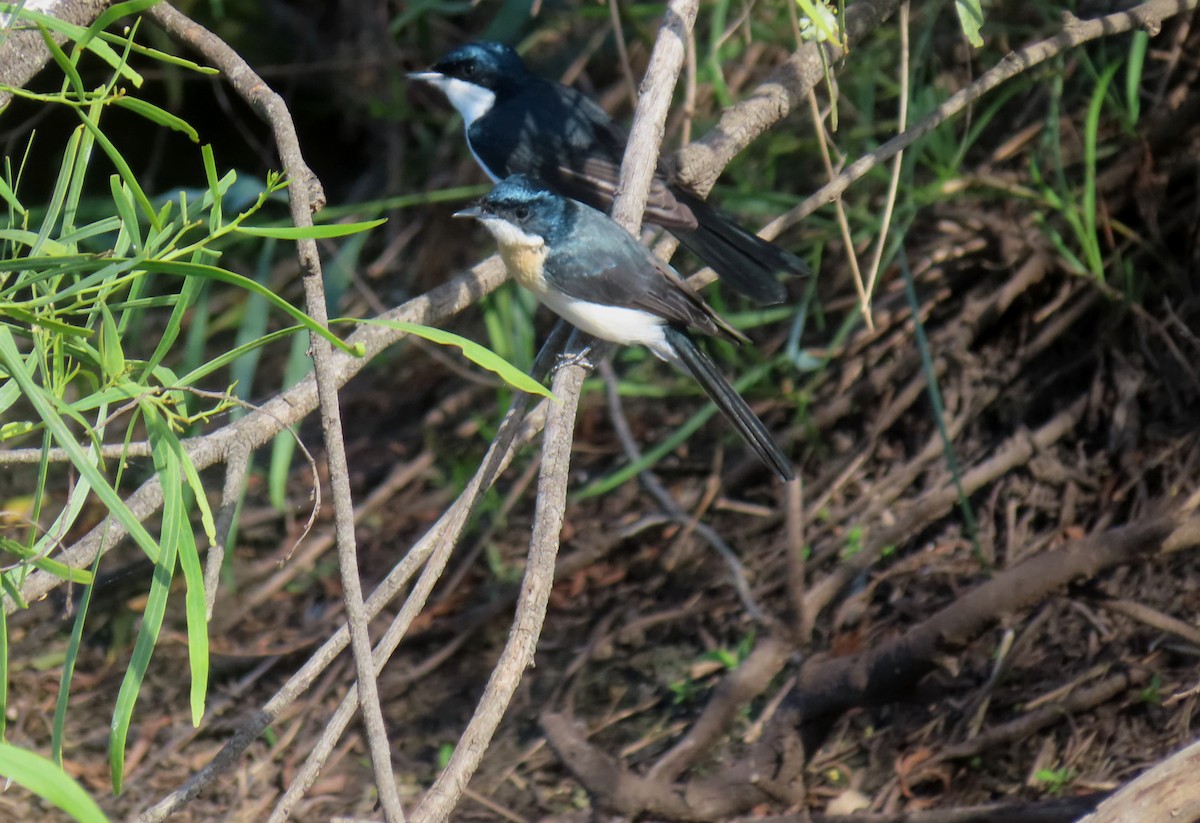 Restless Flycatcher - Paul Dobbie