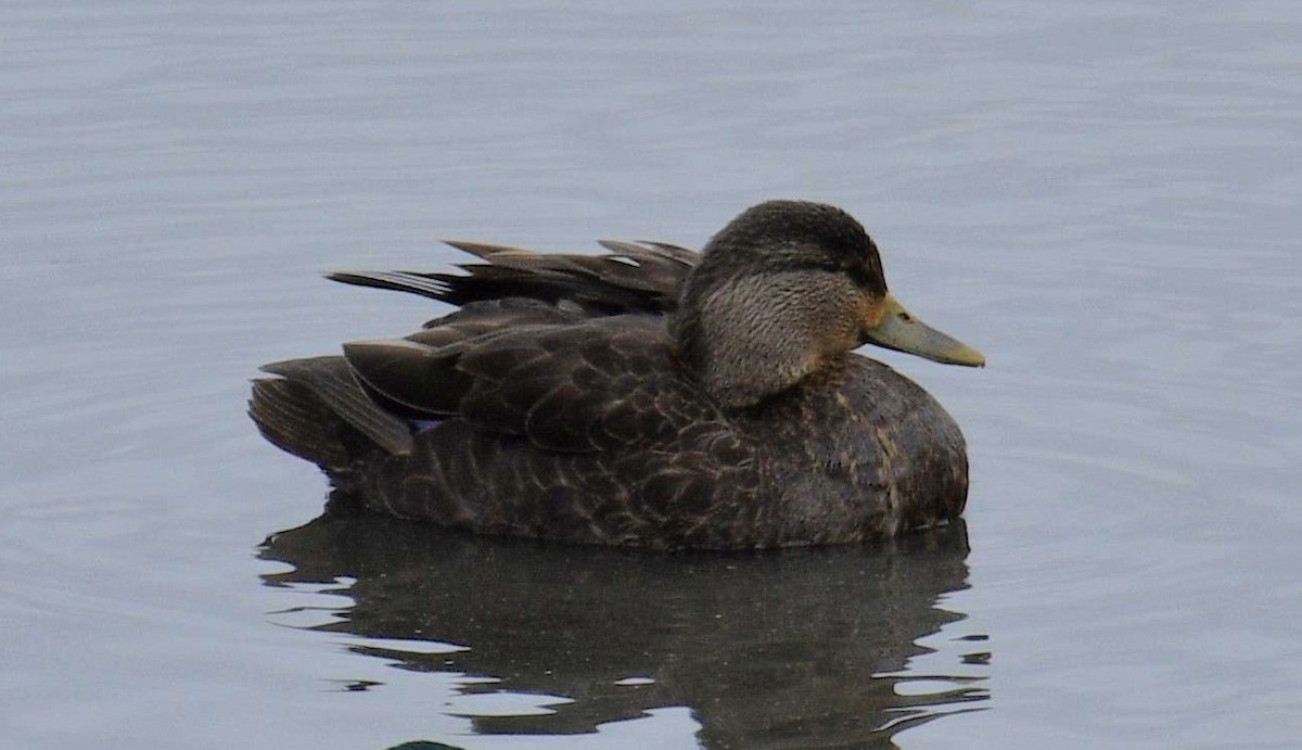 American Black Duck - ML616968391