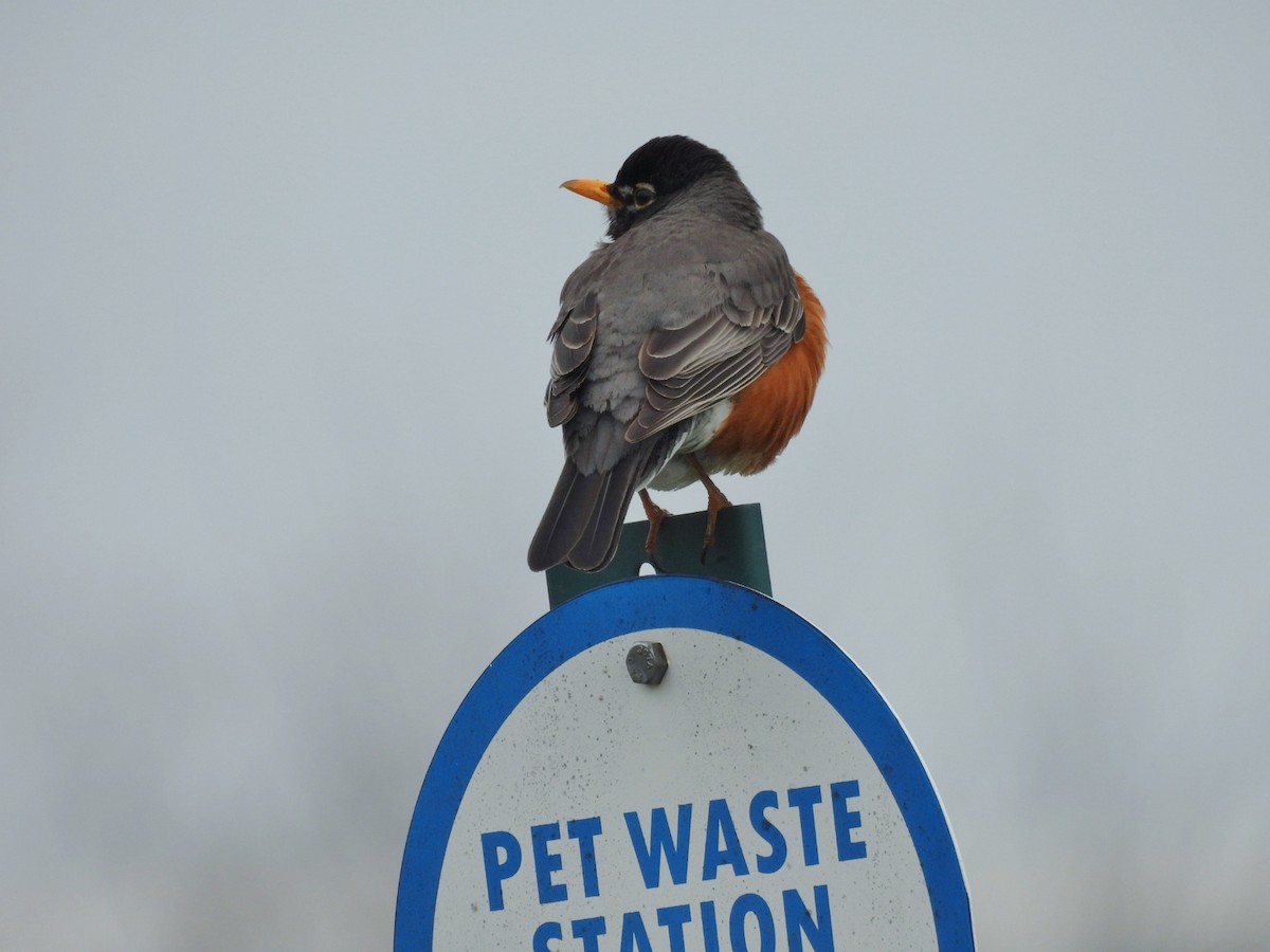 American Robin - ML616968402