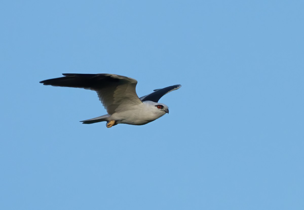Black-shouldered Kite - ML616968411