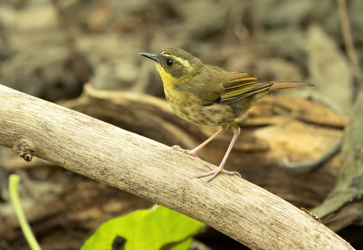 Yellow-throated Scrubwren - David Ongley