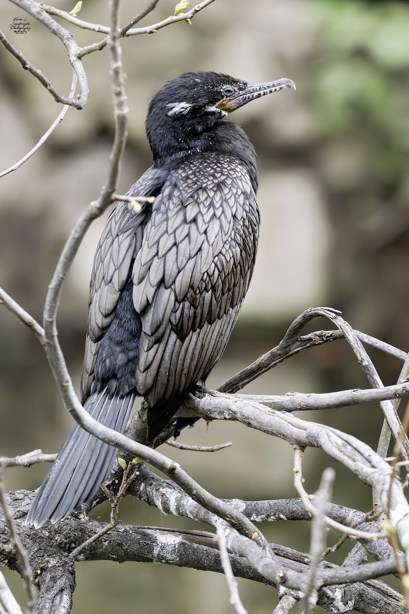 Neotropic Cormorant - ML616968437