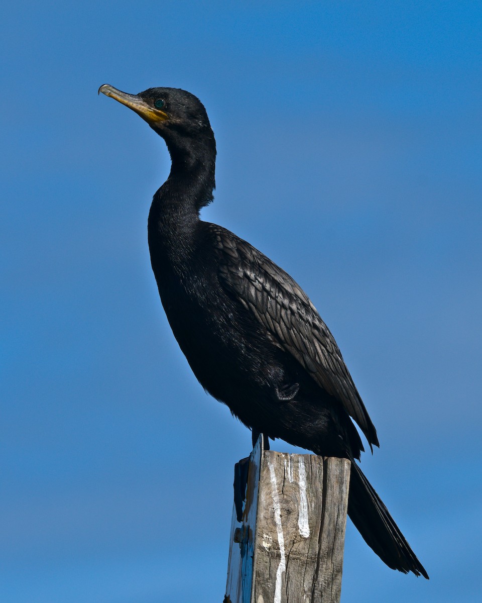 Neotropic Cormorant - ML616968439