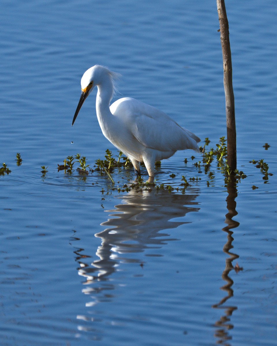 Snowy Egret - ML616968442