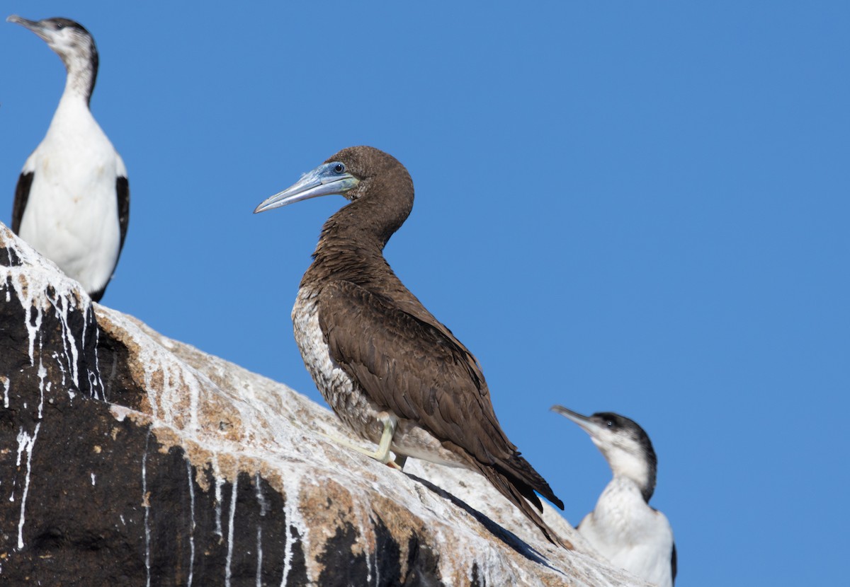 Brown Booby - ML616968445