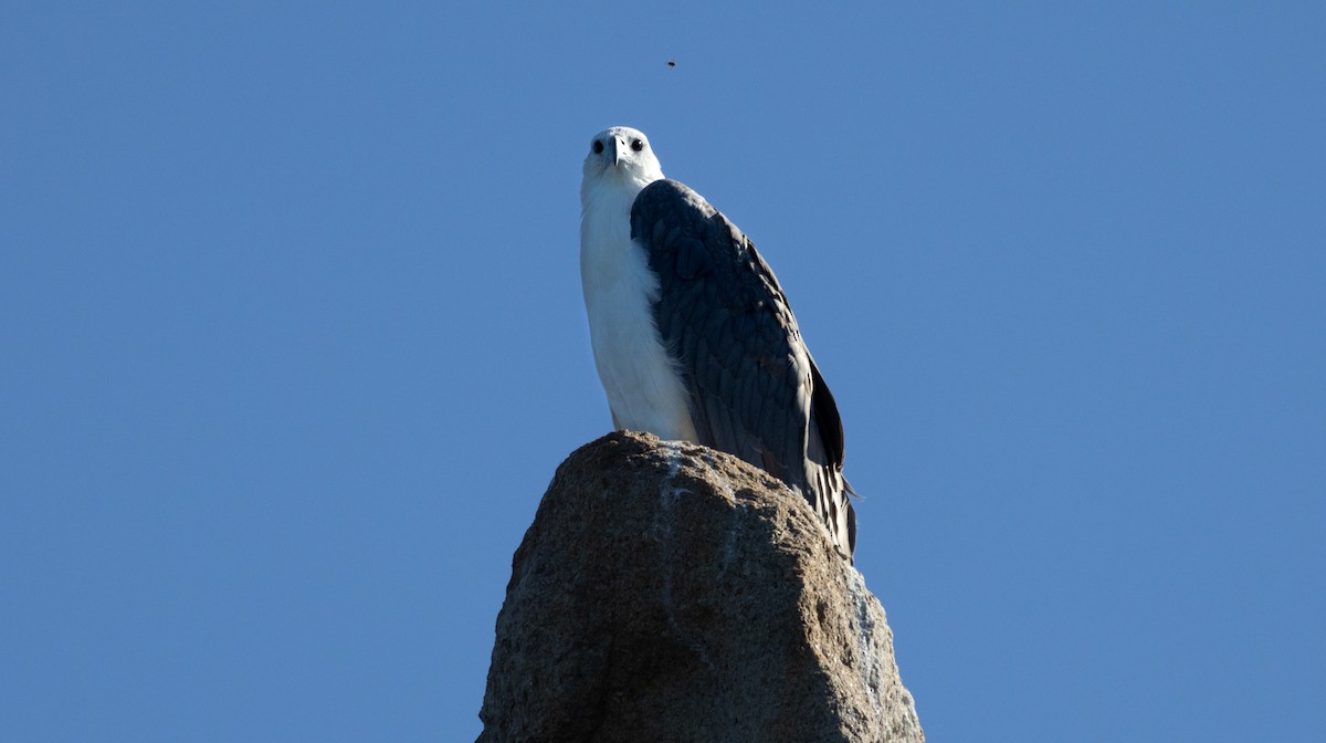 White-bellied Sea-Eagle - ML616968449