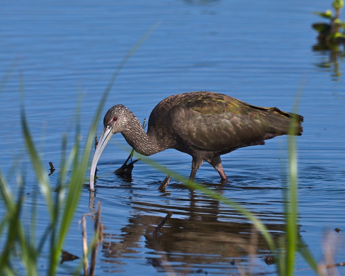 Glossy Ibis - ML616968450