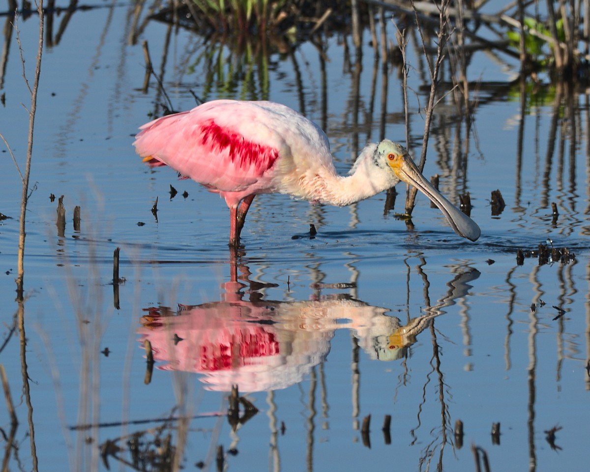 Roseate Spoonbill - ML616968465