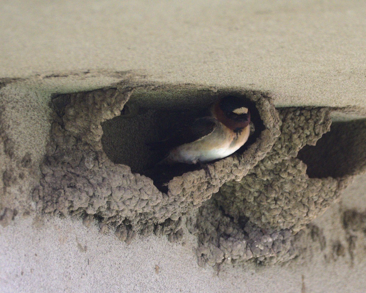 Cliff Swallow - ML616968479