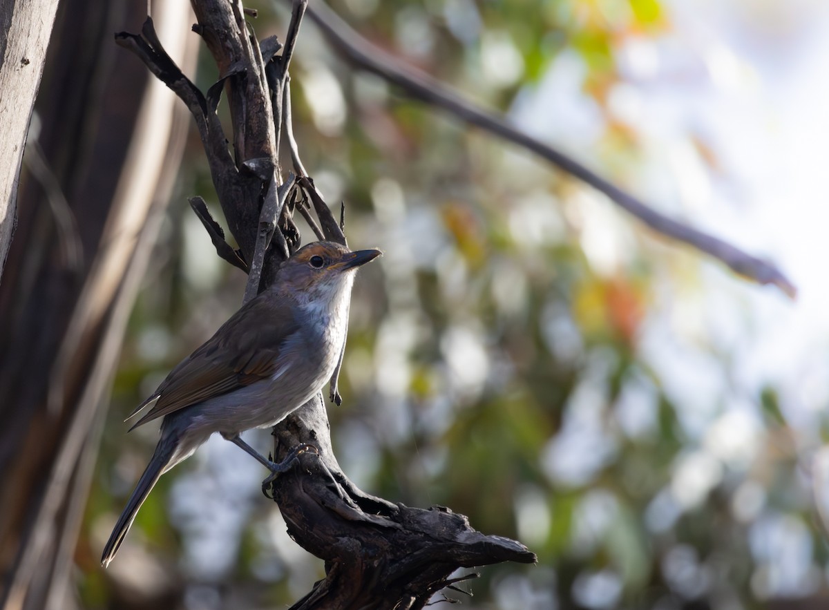 Gray Shrikethrush - ML616968508