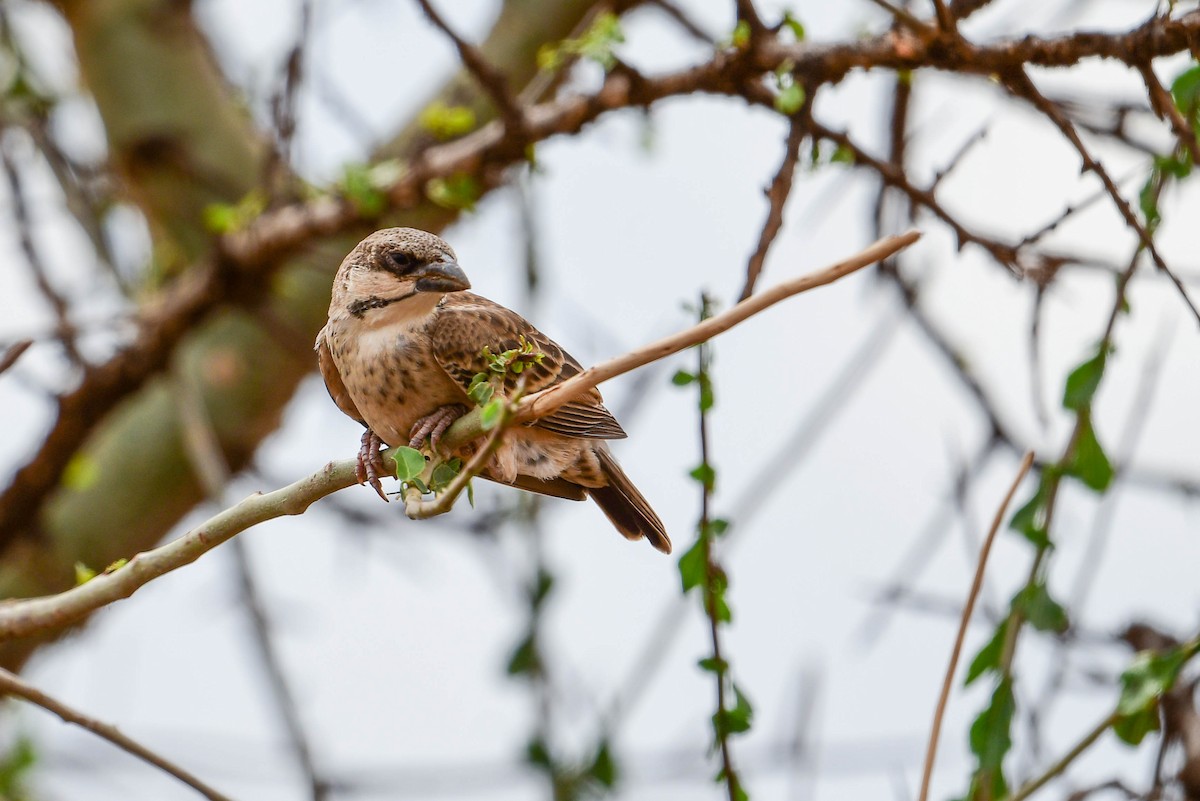 Donaldson Smith's Sparrow-Weaver - Raphaël Nussbaumer