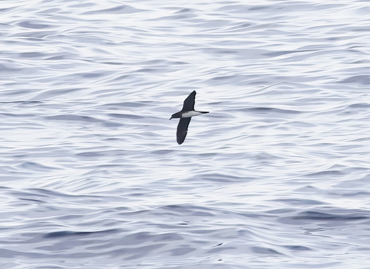 Beck's Petrel - ML616968593