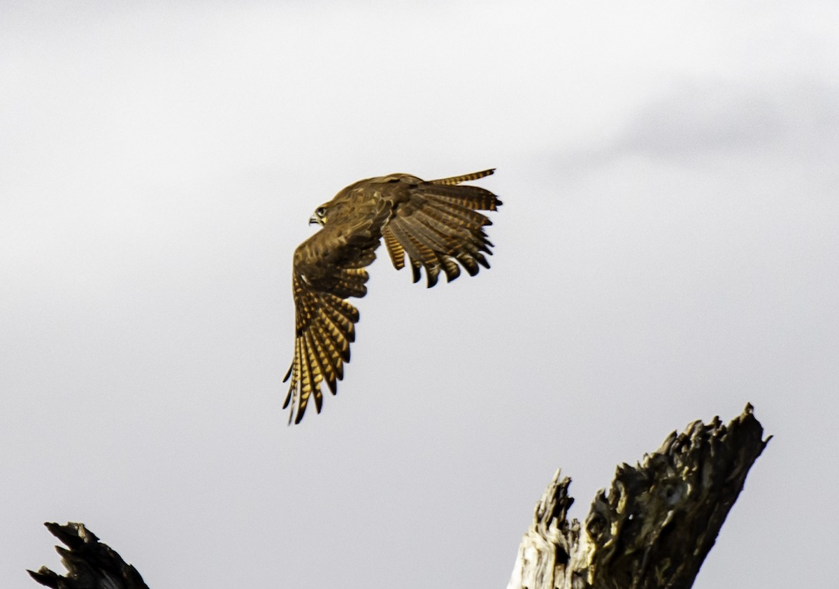 Brown Falcon - Rebel Warren and David Parsons