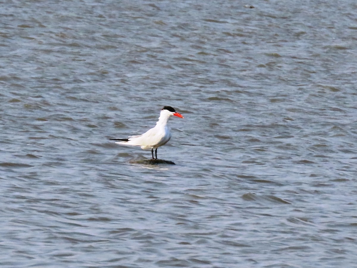 Caspian Tern - Cynthia Tercero