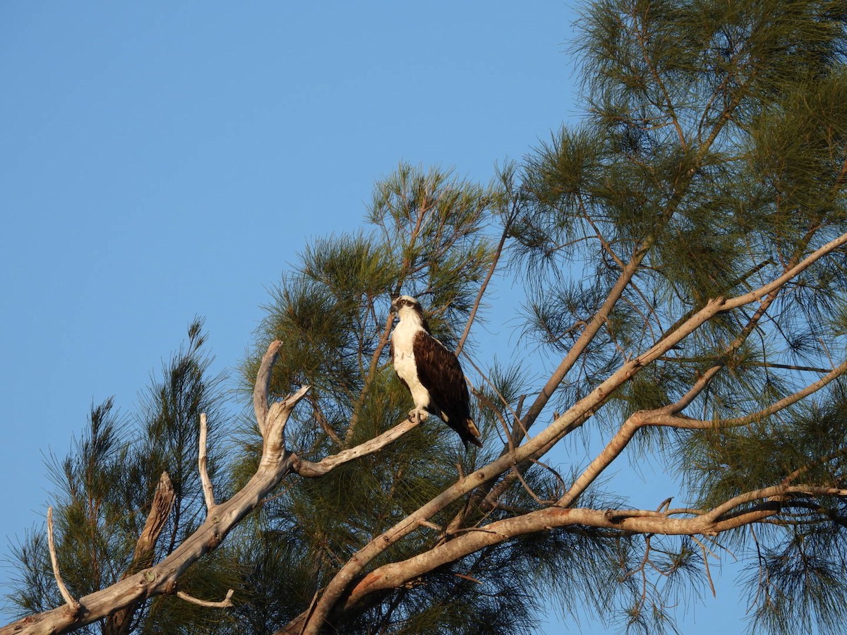 Osprey - ML616968658