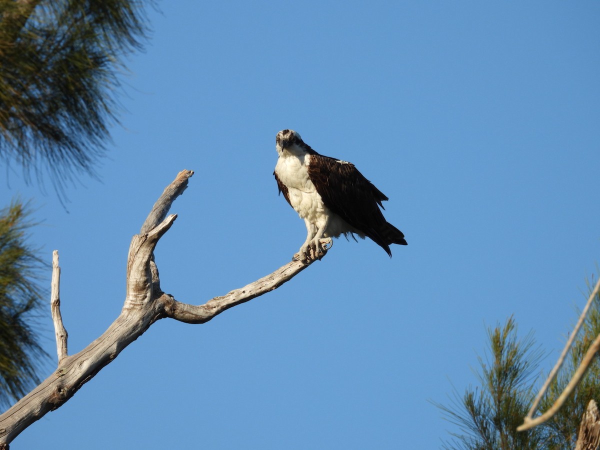 Osprey - ML616968659