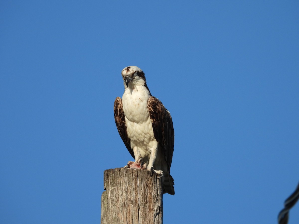 Osprey - ML616968660