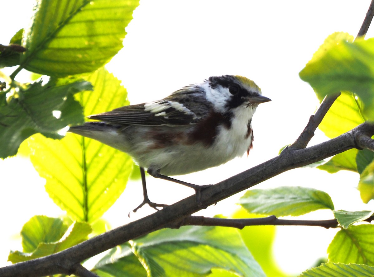 Chestnut-sided Warbler - ML616968678