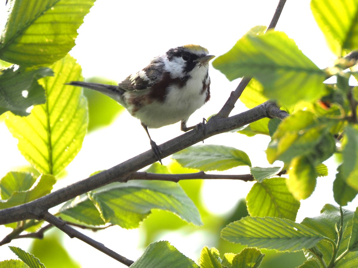 Chestnut-sided Warbler - Uma Sachdeva