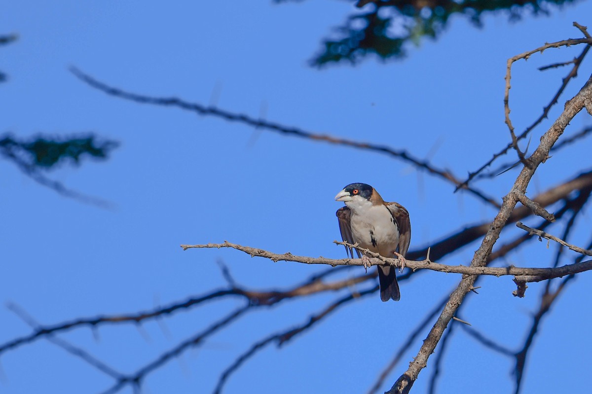 Black-capped Social-Weaver - ML616968700