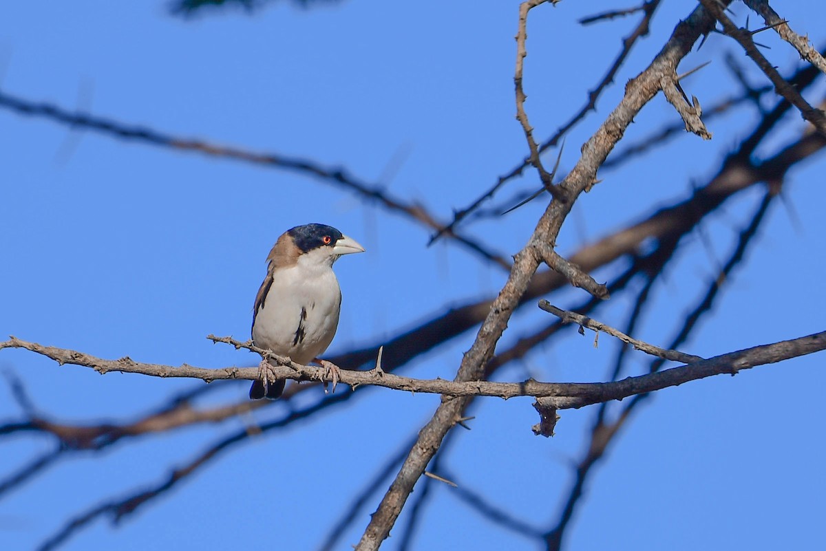 Black-capped Social-Weaver - ML616968701