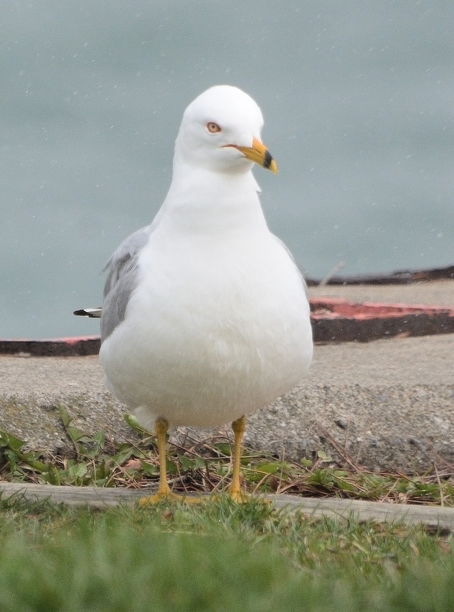 Ring-billed Gull - ML616968717