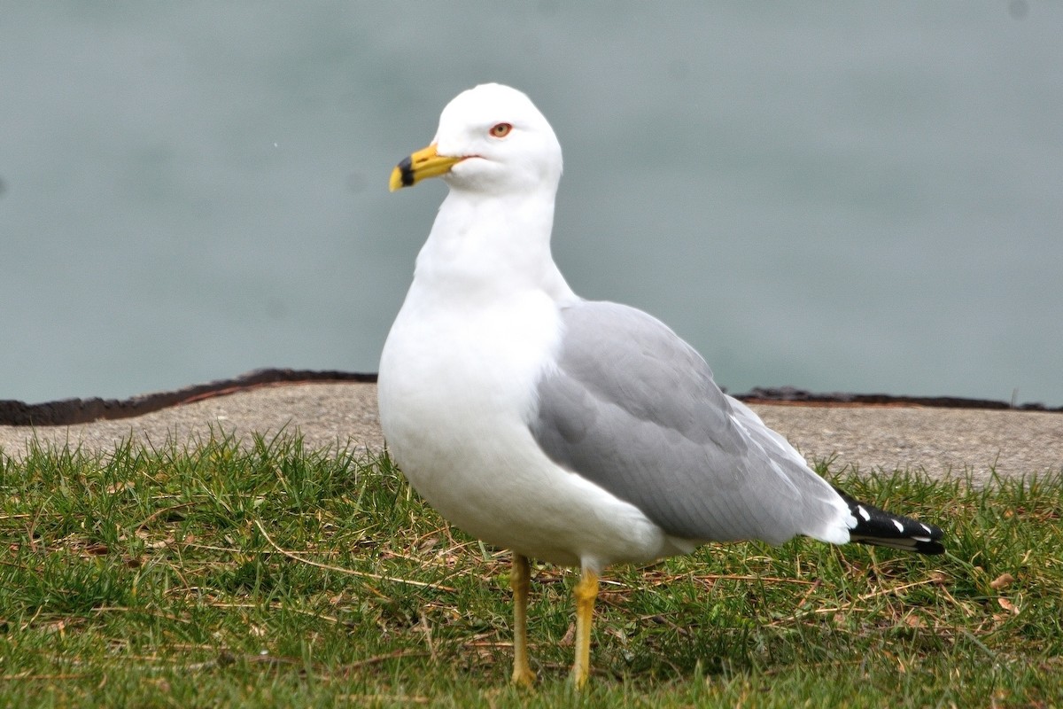 Ring-billed Gull - ML616968718