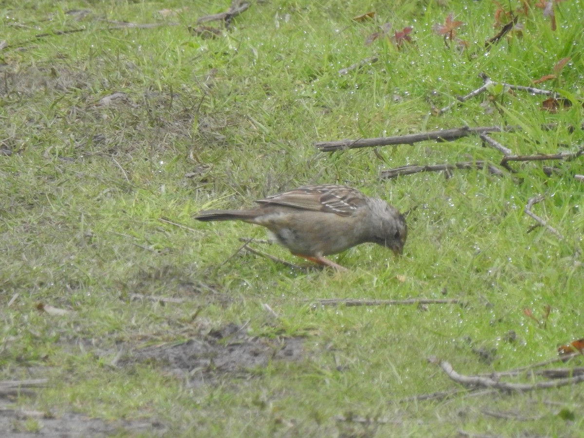 Golden-crowned Sparrow - ML616968737