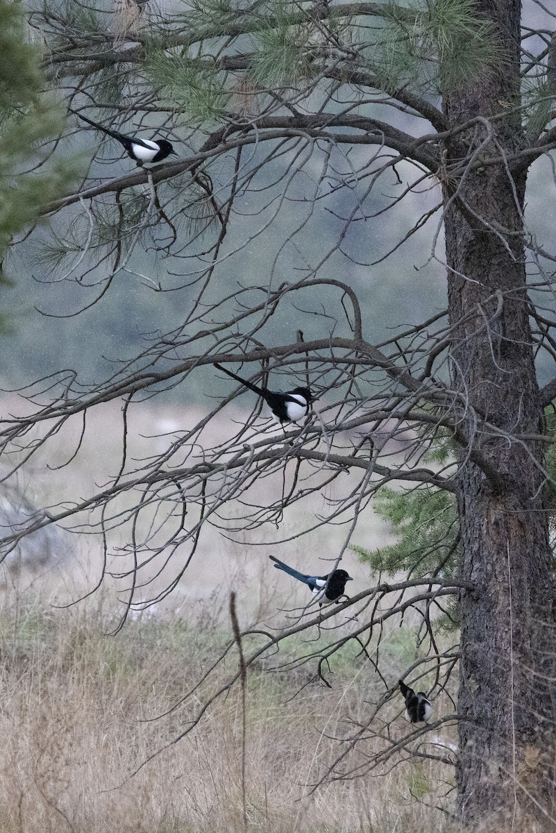 Black-billed Magpie - ML616968755