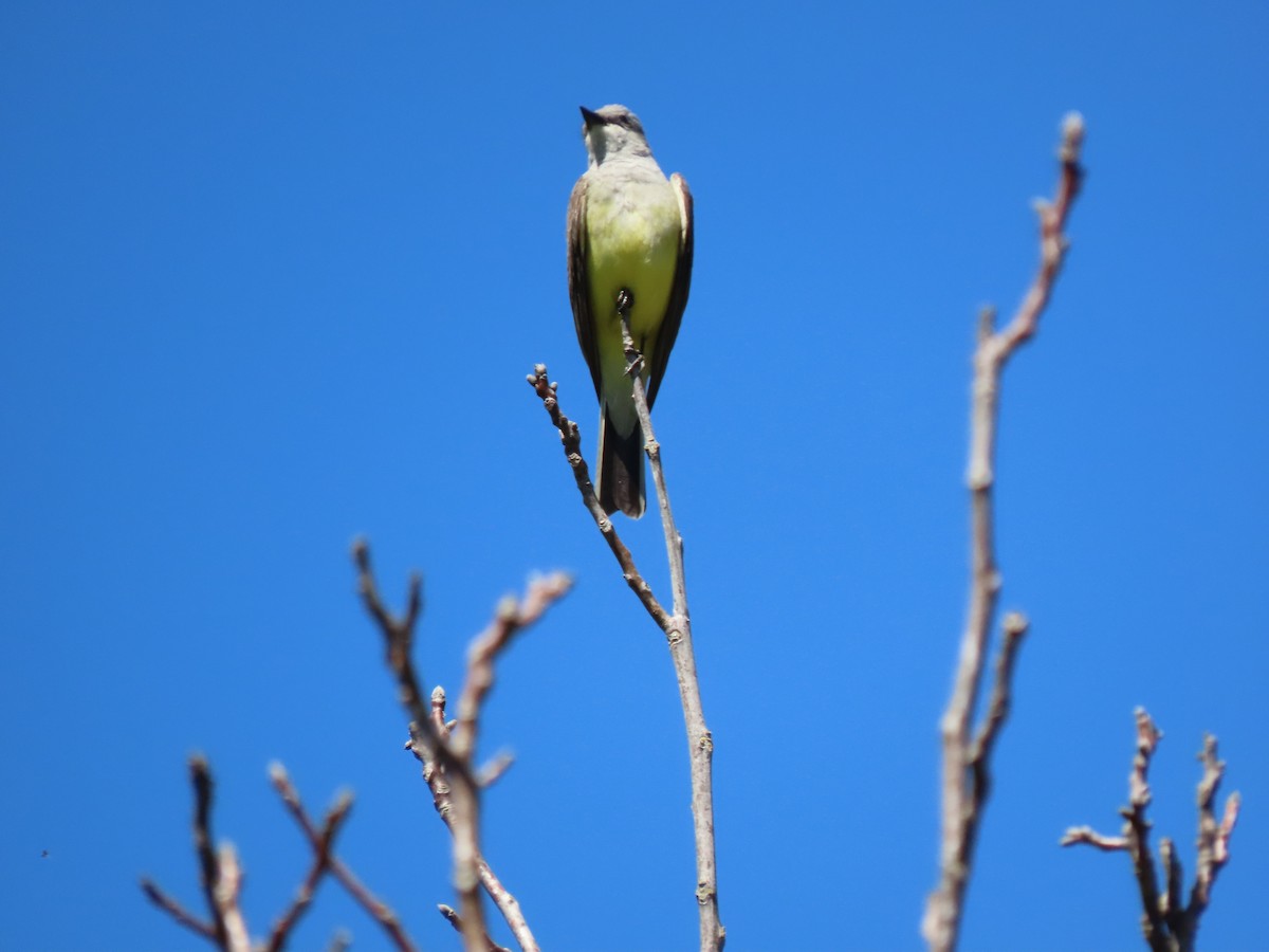 Western Kingbird - ML616968790