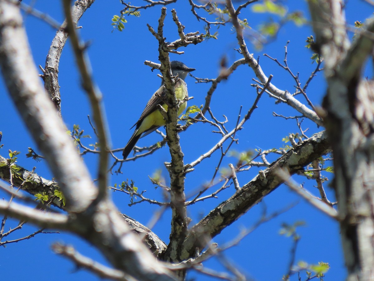 Western Kingbird - ML616968803